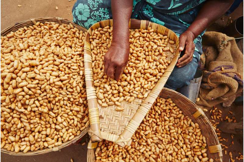 Scientists develop groundnut resistant to aflatoxin