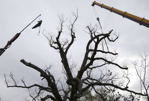 Beloved 600-year-old white oak tree takes final bow