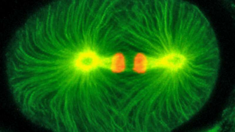 Researchers identify earliest known protein needed for cell division