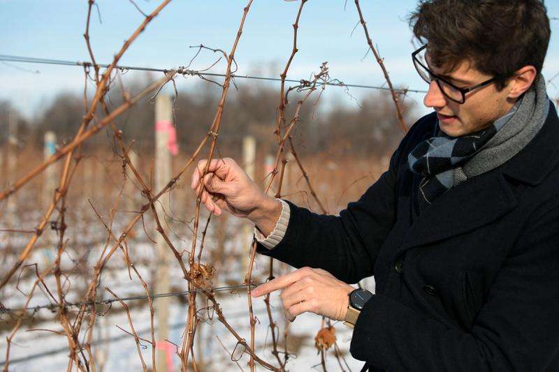 Researchers look for genetic clues to help grapes survive cold
