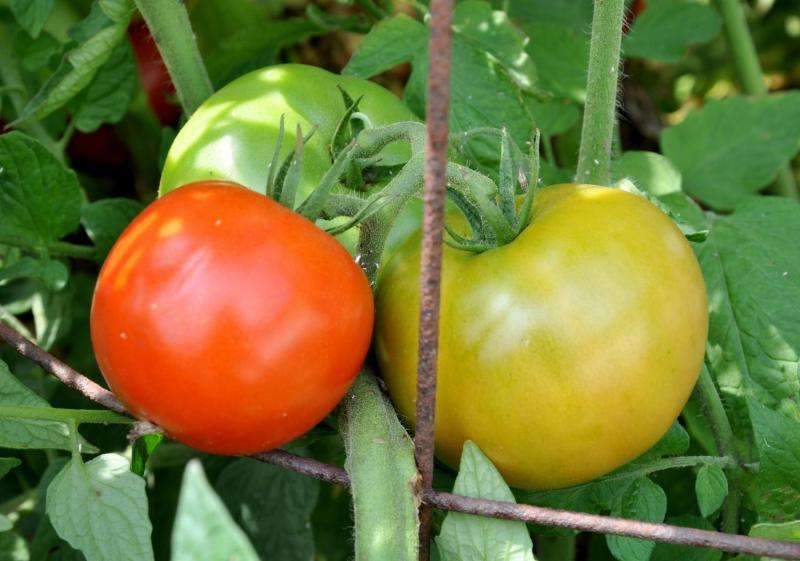 Research reveals different aspects of DNA demethylation involved in tomato ripening process