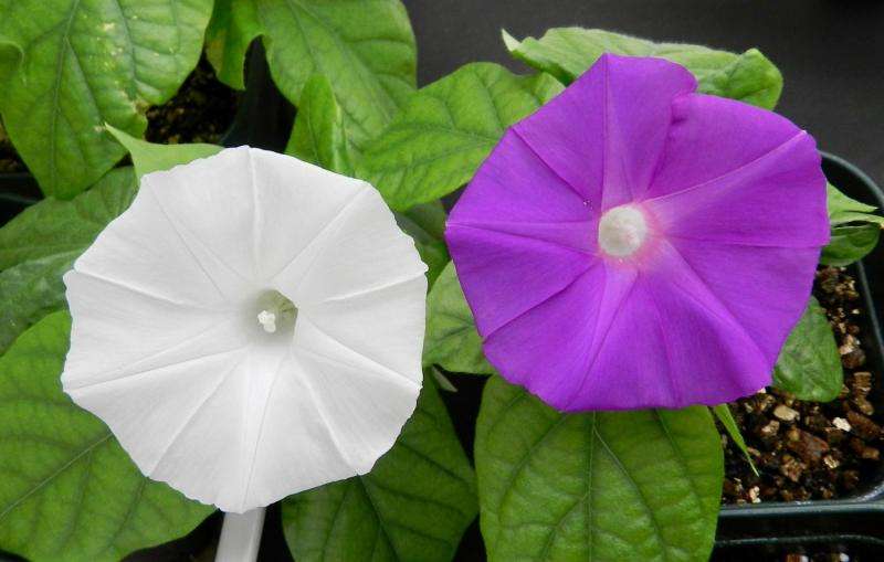 Scientists use CRISPR technology to change flower colour