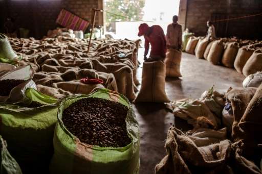 Scientists warn that if global warming continues unabated, up to 60 percent of land currently used to grow coffee beans in Ethio