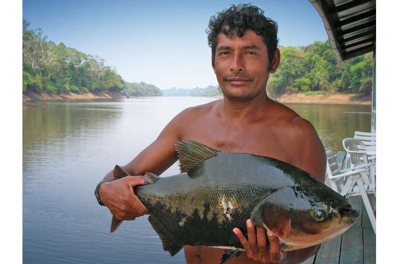 Study finds links between deforestation and fisheries yields in the Amazon