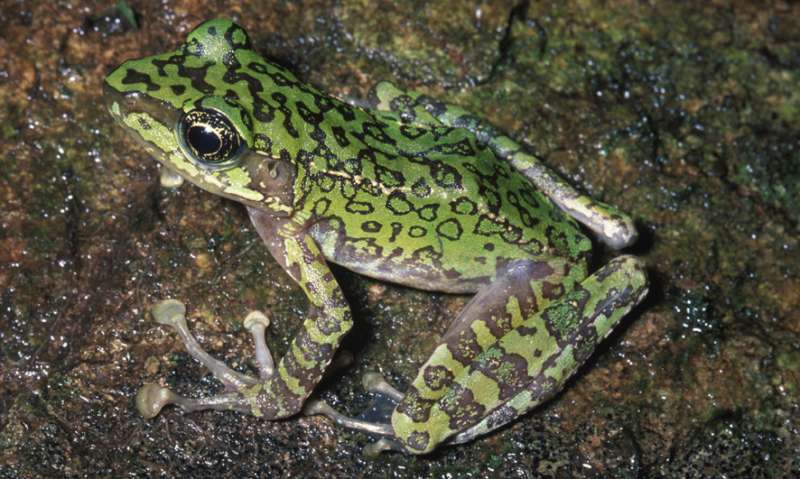 The evolution of 'true frogs' defies long-held expectations of science