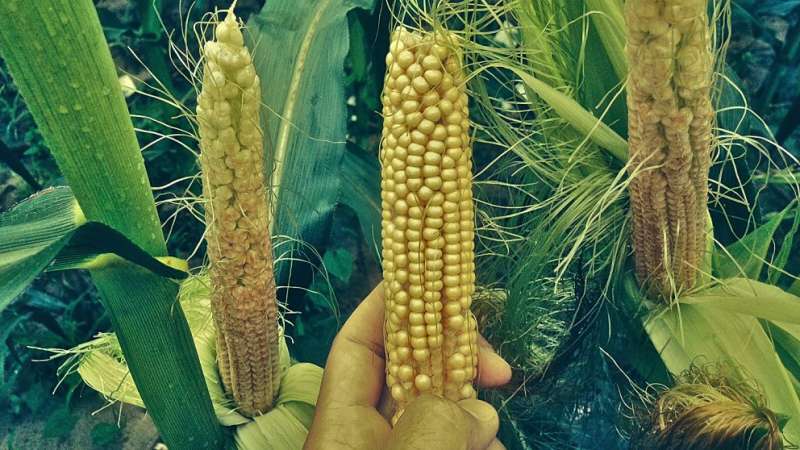 Researchers find corn gene conferring resistance to multiple plant leaf diseases