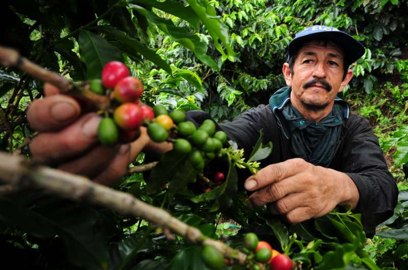 Climate change a buzzkill for coffee lovers