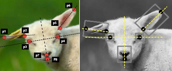 Researchers design AI system to diagnose pain levels in sheep