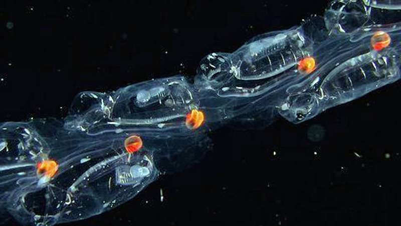 Researchers find that teamwork helps jellies jet around the ocean
