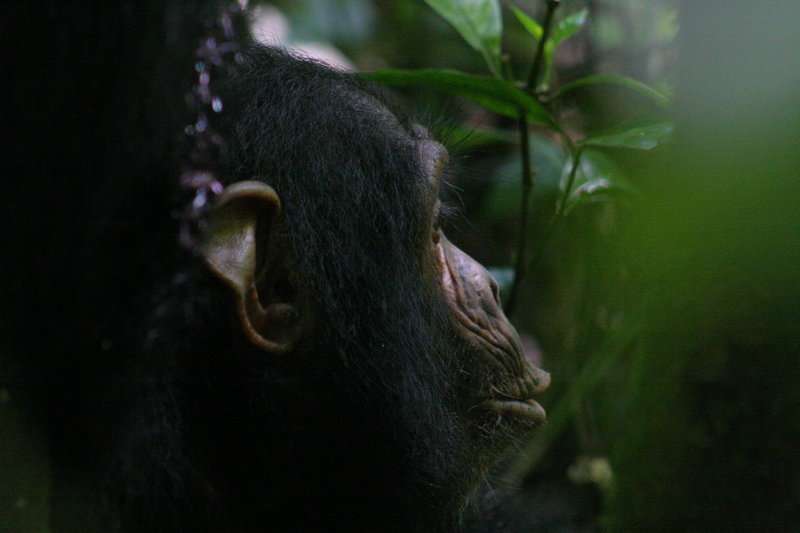 Researchers show that vocalizing in chimpanzees is influenced by social cognitive processes
