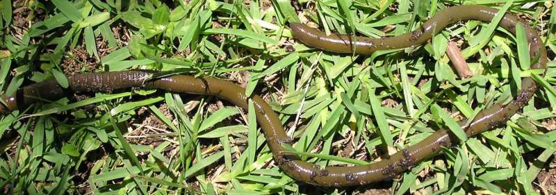 Conservation and nameless earthworms: Assessors in the dark?