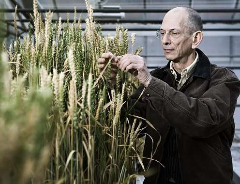 Evolutionary crop research: Ego-plants give lower yield