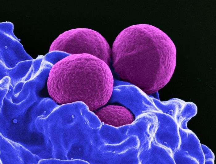 Investigators may unlock mystery of how staph cells dodge the body's immune system