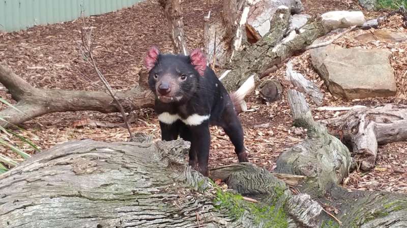 Researchers one step closer to understanding deadly facial tumor in Tasmanian devils