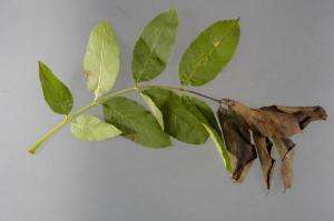 Researchers uncover the origins of ash tree dieback and set out ways to fight it