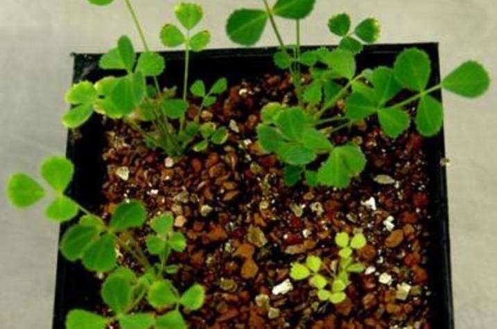 Research reveals way to improve nitrogen production in legumes