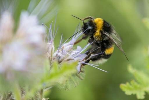 Scientists are still trying to pinpoint how the insecticide affects bees, which are crucial for the pollination of crops ranging