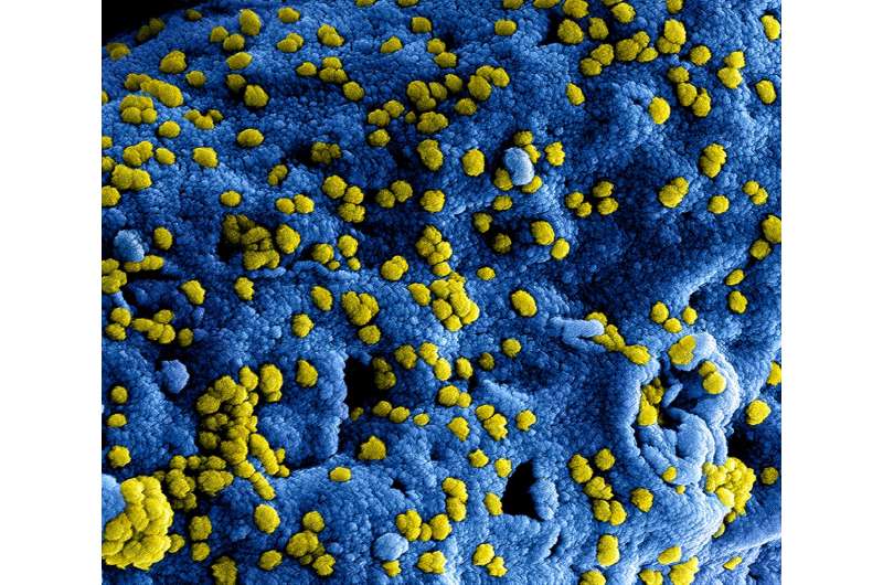 Scientists enlist engineered protein to battle the MERS virus