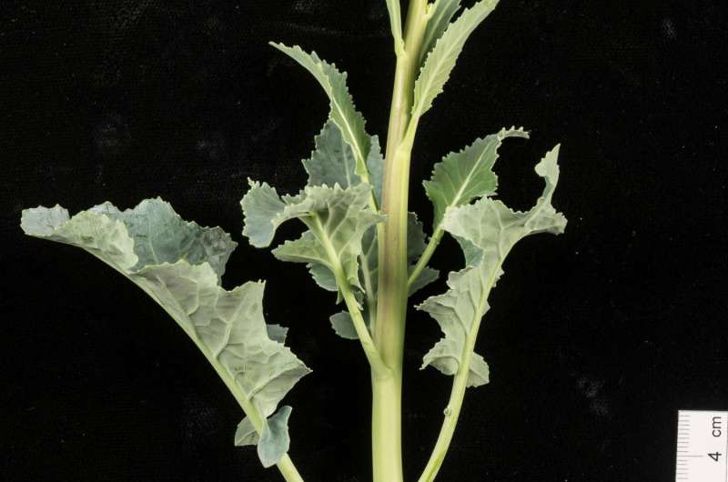 Scientists remove reliance on seasonality in new broccoli line, potentially doubling yield