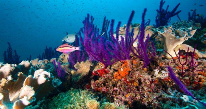 Climate change lessons from Arabian Gulf coral reefs