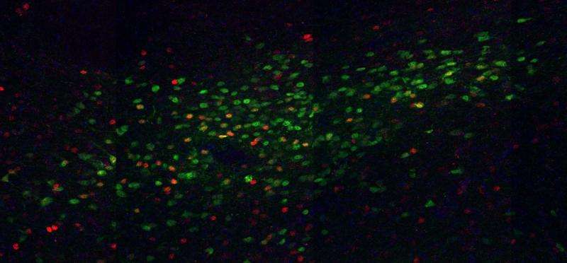Researchers find new sleep-promoting brain cells