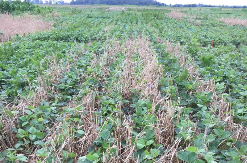 Researchers find cereal rye is effective at reducing Amaranthus spp. density in soybean crops
