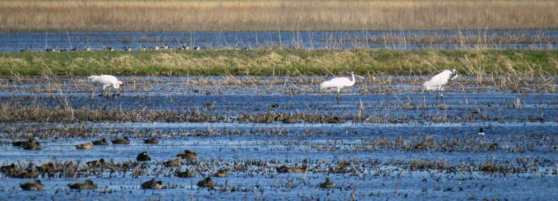 Climate change affecting whooping cranes' migration patterns, study finds
