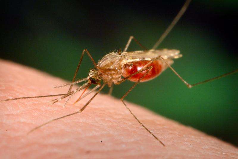 Researchers find a promising way to outwit mosquitoes