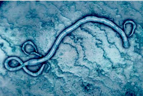Researchers inhibit Ebola virus