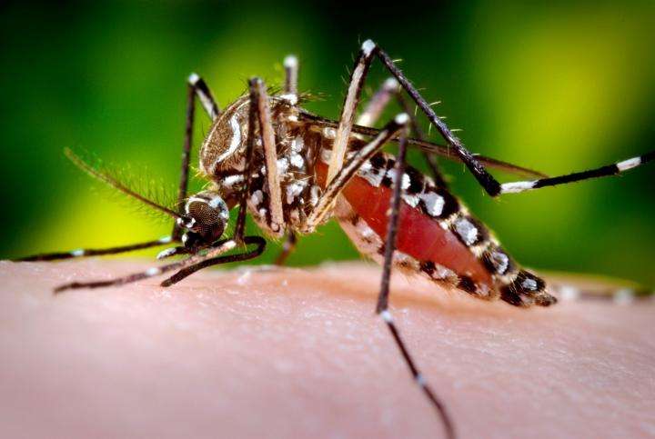 8 in 10 Indonesian children has been infected with dengue