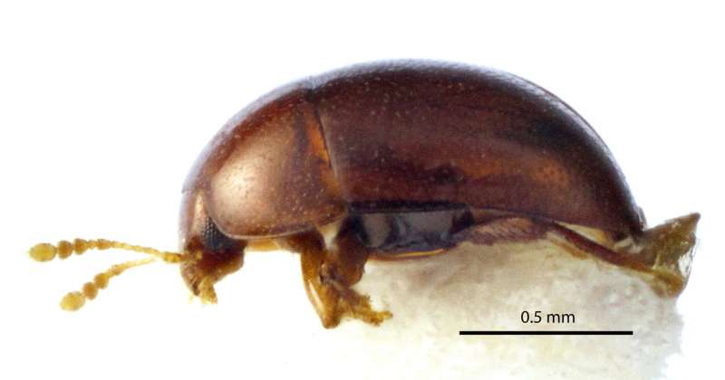 Citizen scientists discover 6 new species of beetles in Borneo