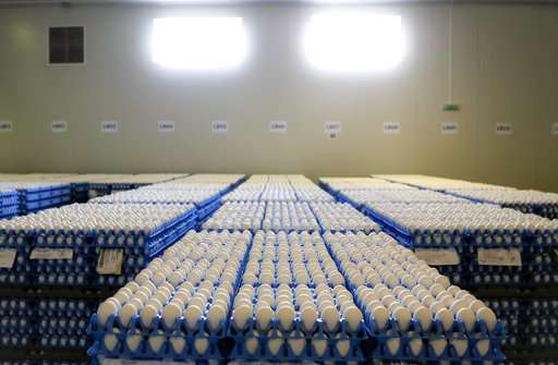 Fear spreads over tainted eggs despite low risk to consumers
