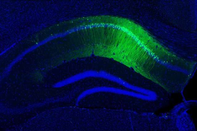 Neuroscientists build case for new theory of memory formation