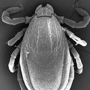 New species of tick with woylie preference may face extinction