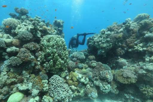 Researchers believe Gulf of Eilat corals fare well in heat thanks to their slow journey from the Indian Ocean through the Bab al