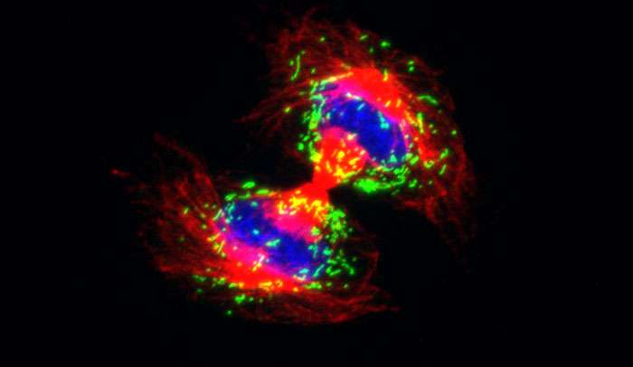 Scientists discover an unexpected influence on dividing stem cells' fate