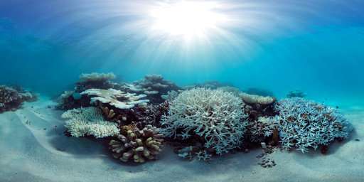 Scientists race to prevent wipeout of world's coral reefs
