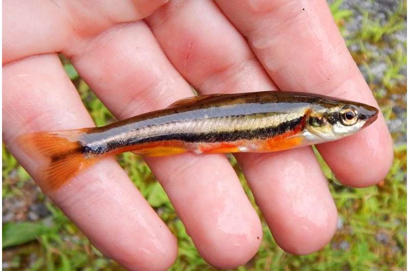 Study highlights conservation needs of fish species recently discovered in Southwest Virginia