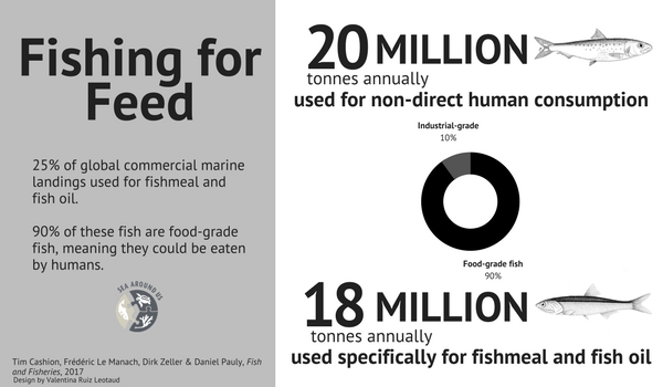 90 percent of fish used for fishmeal are prime fish