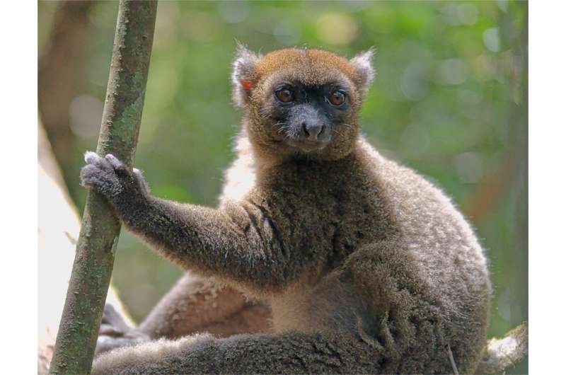 Climate change may slowly starve bamboo lemurs