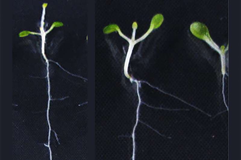 Researchers find mechanism by which plant roots avoid oxygen-deficient soil