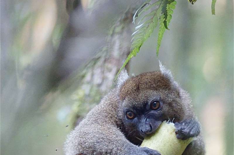 Climate change may slowly starve bamboo lemurs