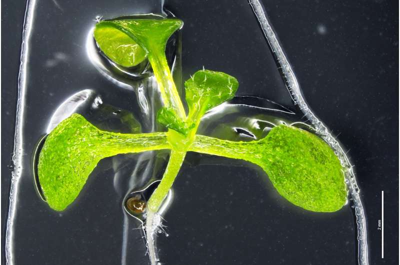 Researchers find mechanism by which plant roots avoid oxygen-deficient soil