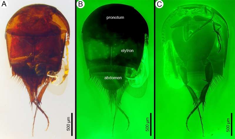 99-million-year-old termite-loving thieves caught in Burmese amber