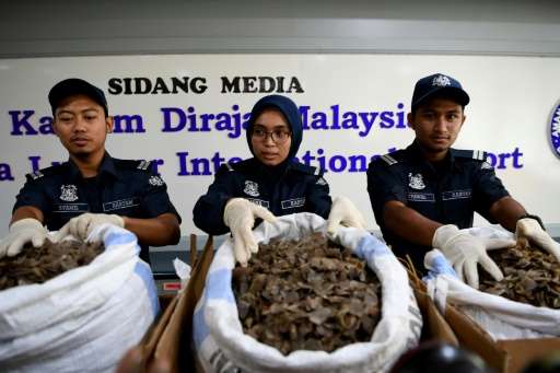 A $1.2 million illegal shipment of scales from the critically endangered pangolin have been uncovered in Malaysia, the second su