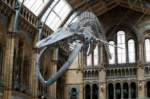 A 25.2 metre (83-foot) skeleton of a blue whale called 'Hope' suspended from the ceiling after being unveiled at the Natural His