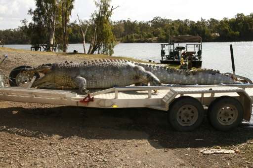 A 5.2-metre male crocodile was found in Queensland, Australia with a single gunshot wound to the head, sparking a hunt for the k