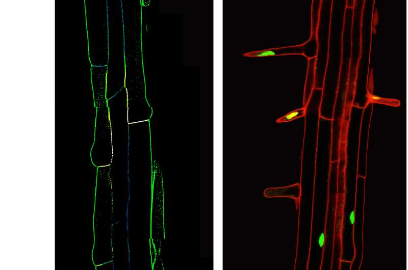 A better dye job for roots -- in plants