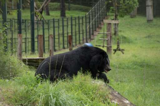 A blind moon bear rests at the Vietnam Bear Rescue Centre near Tam Dao National Park in Vinh Phuc province, north of Hanoi