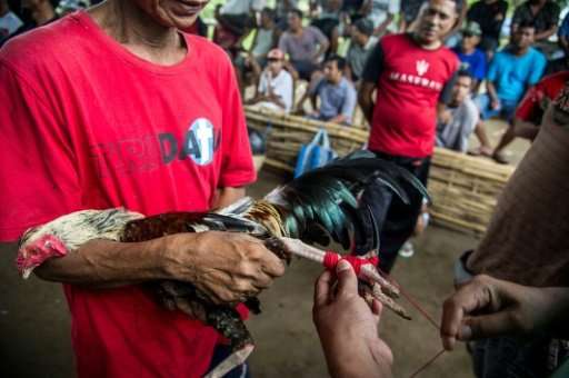 About 100 male spectators gather on bamboo benches around a dirt ring as two roosters pulled from wicker baskets lunge at each o